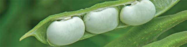 Phaseolus vulgaris